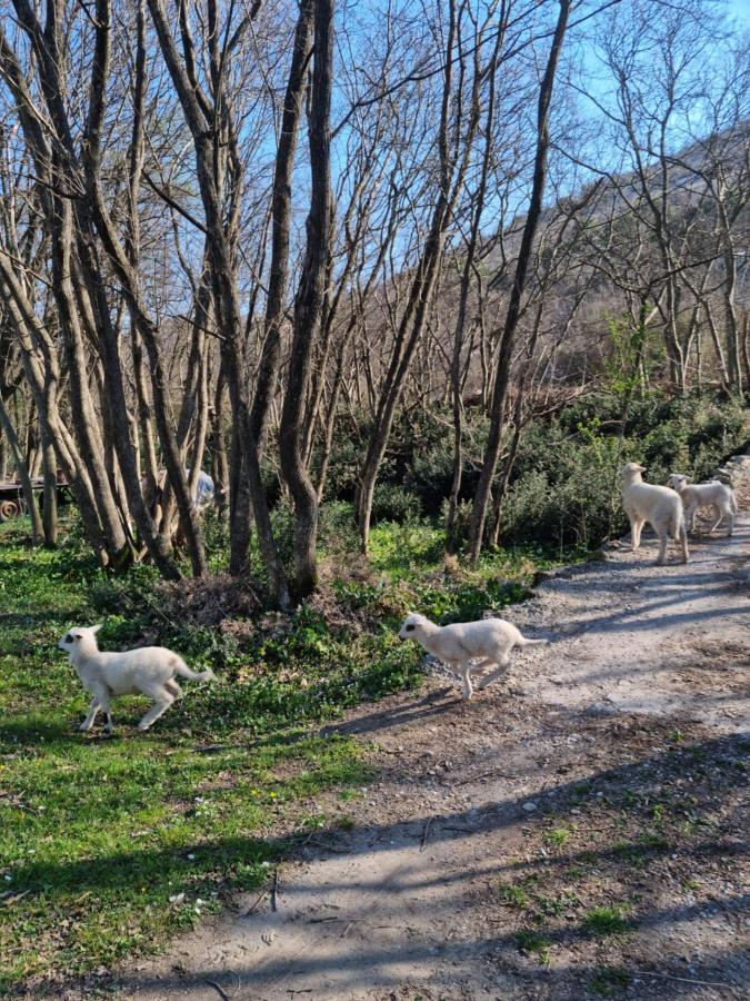 Wolf & Sheep Nature & Adventure Podgorica Kültér fotó
